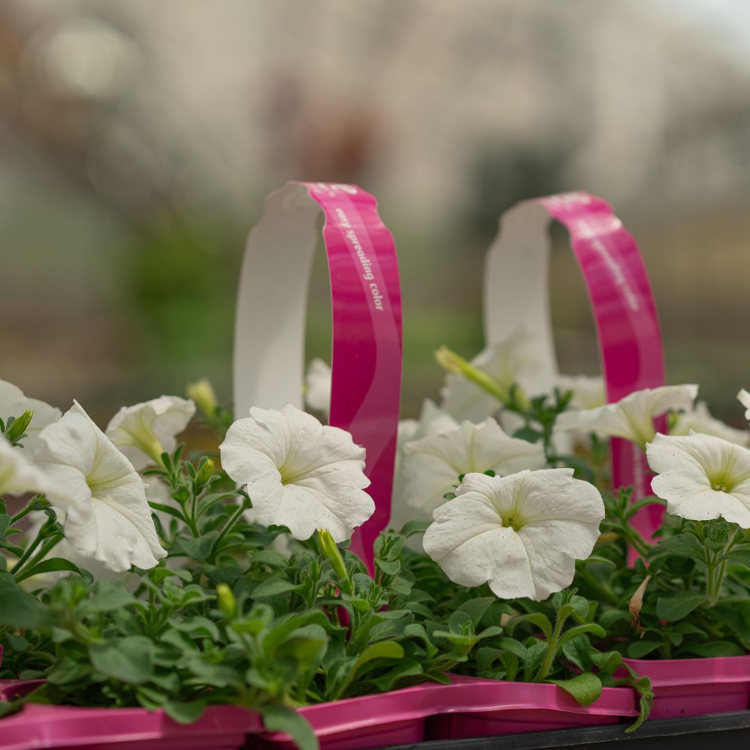 Petunia – Easy Wave White – 306 Pack